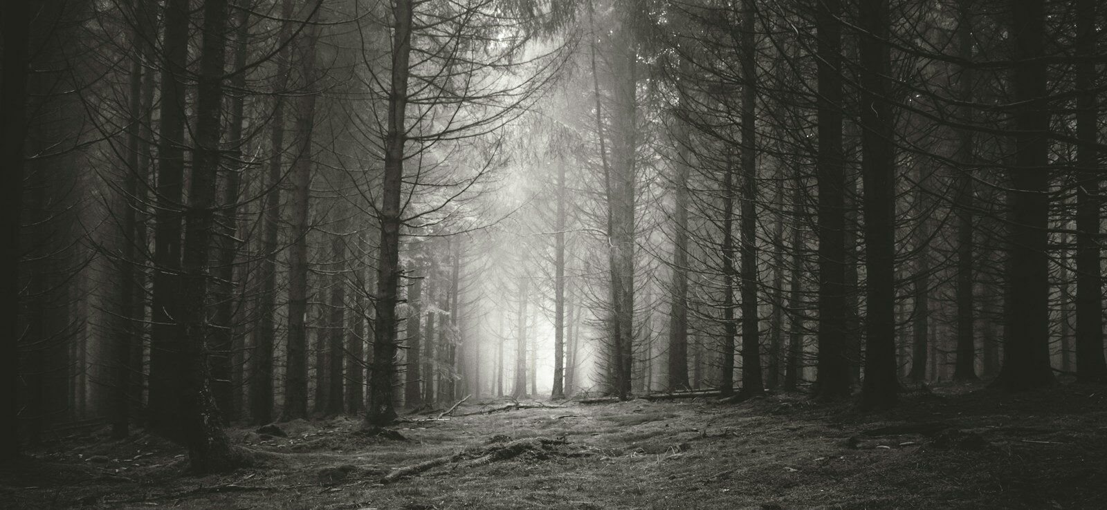 grayscale photo of forest trees