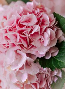 A bouquet of pink flowers with green leaves